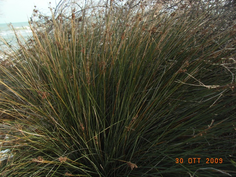 Juncus acutus